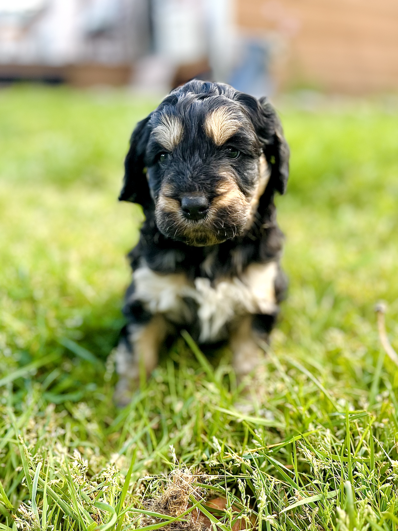 Available Puppies — Evergreen Valley PNW Doodles, Olympia, WA